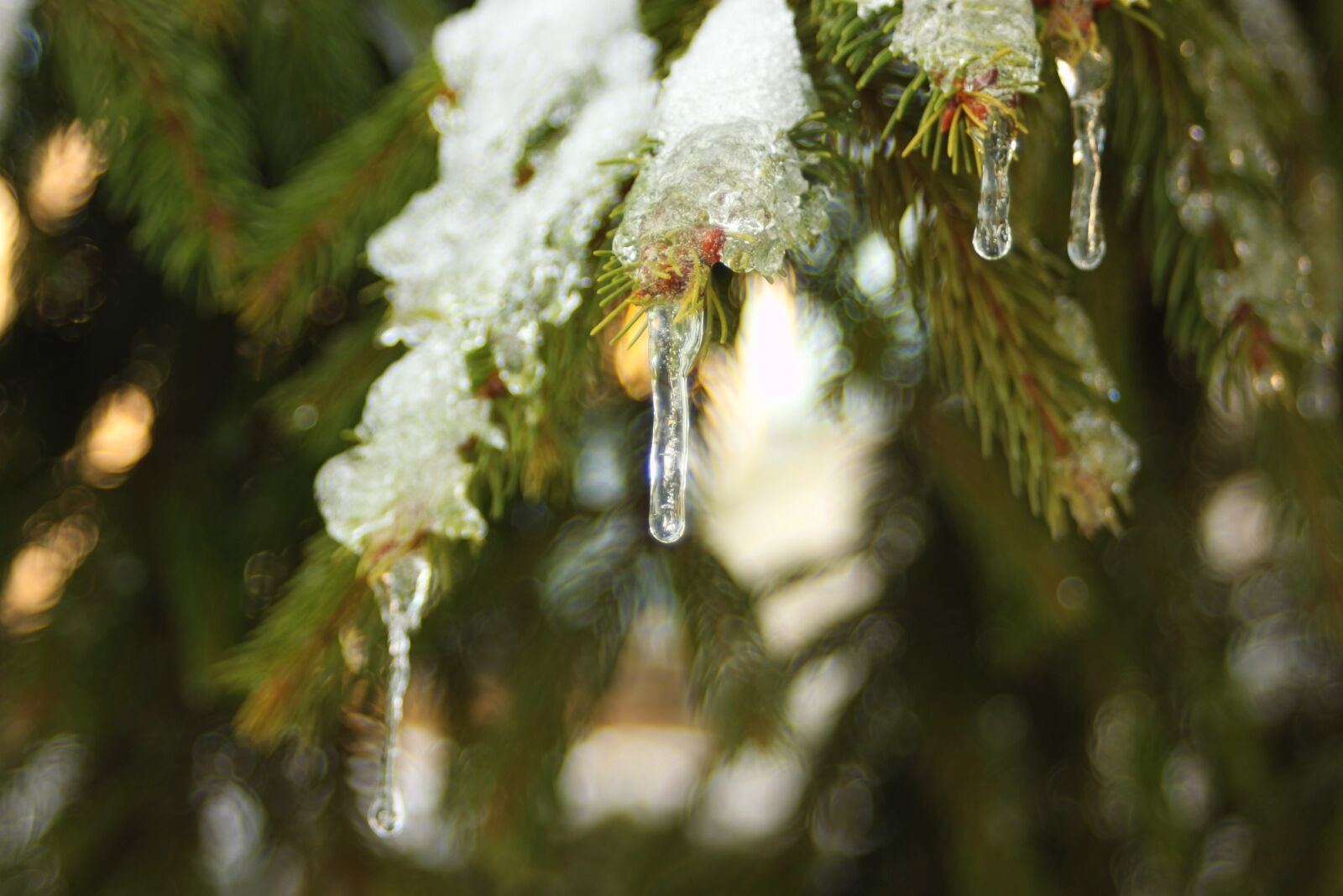 Canon EOS 500D (EOS Rebel T1i / EOS Kiss X3) sample photo. Ice, snow, tree photography