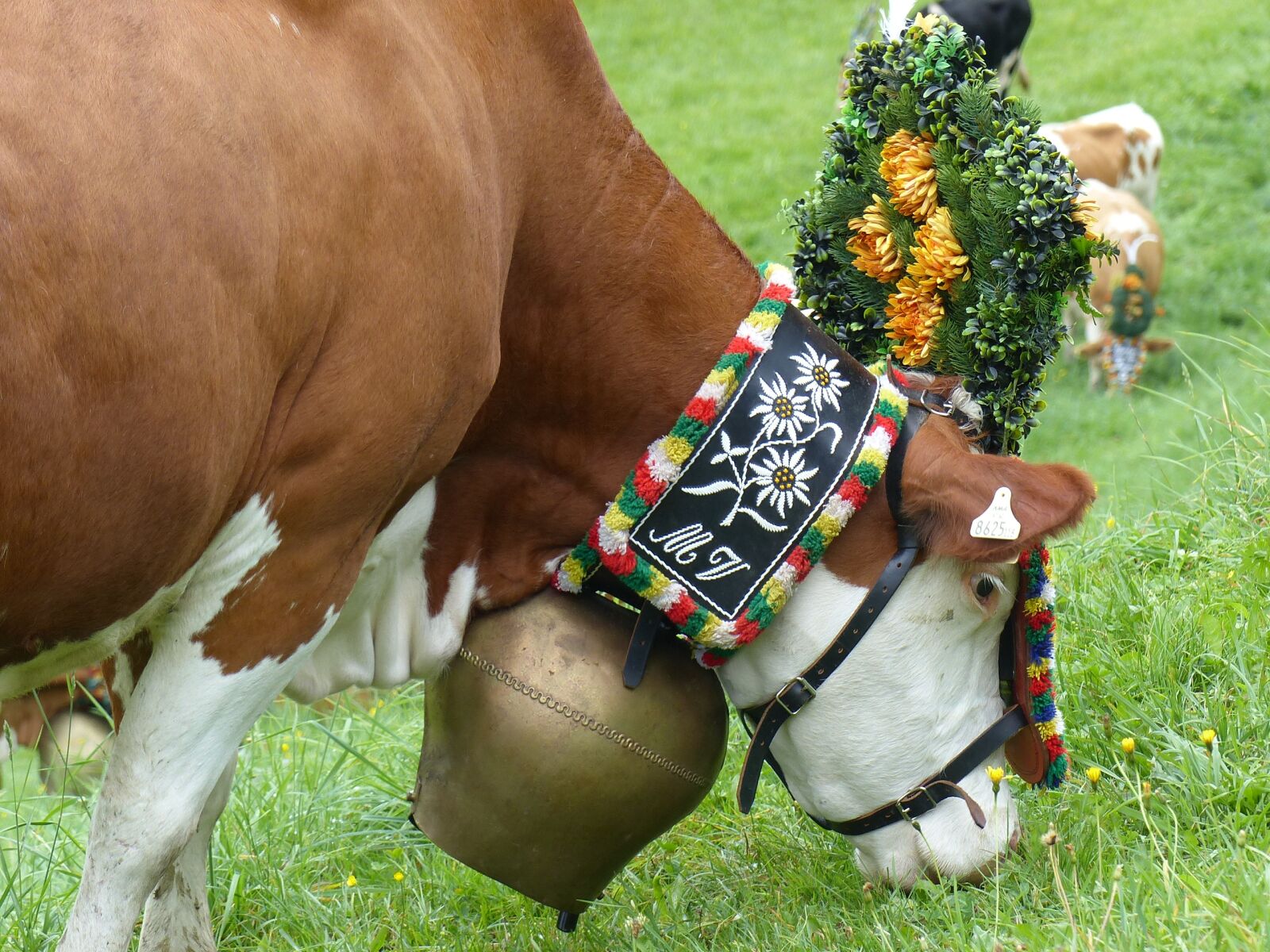 Panasonic Lumix DMC-FZ200 sample photo. Human, grass, mammal photography