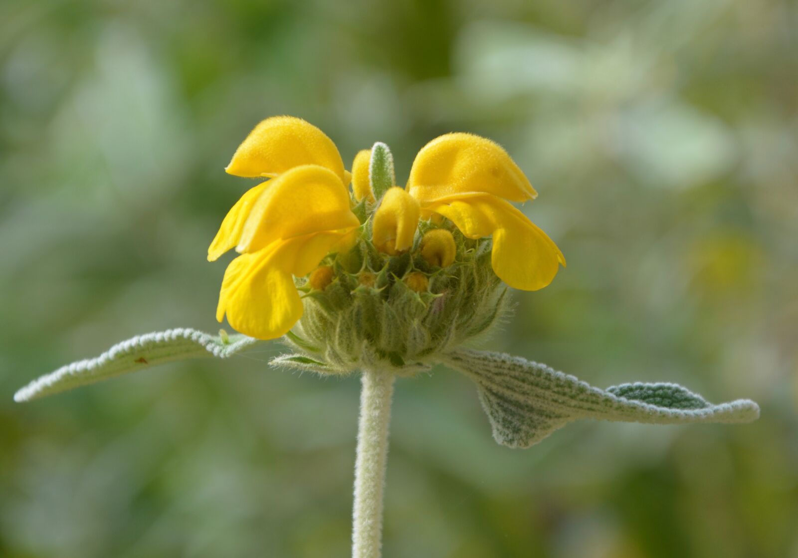 Nikon D5200 sample photo. Flower, yellow, plant photography
