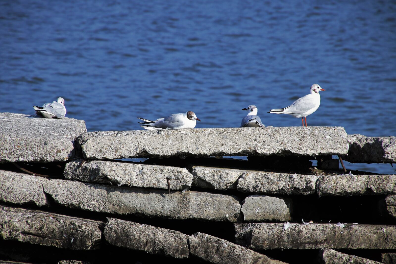 Canon EOS 80D sample photo. The seagulls, water, masonry photography
