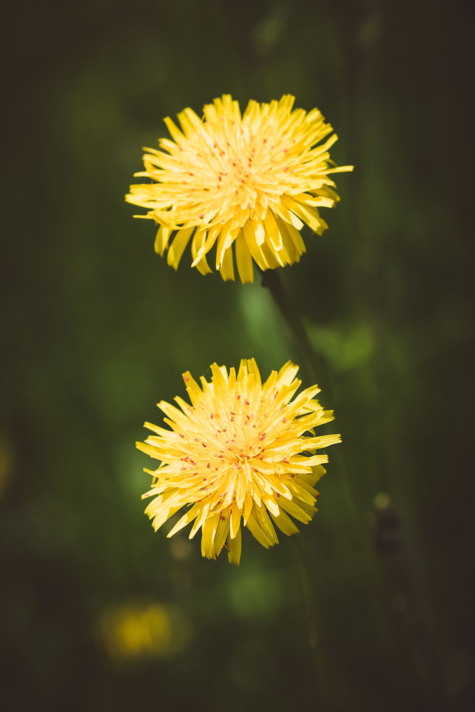 Nikon D7100 sample photo. Dandelion, yellow, yellow flowers photography