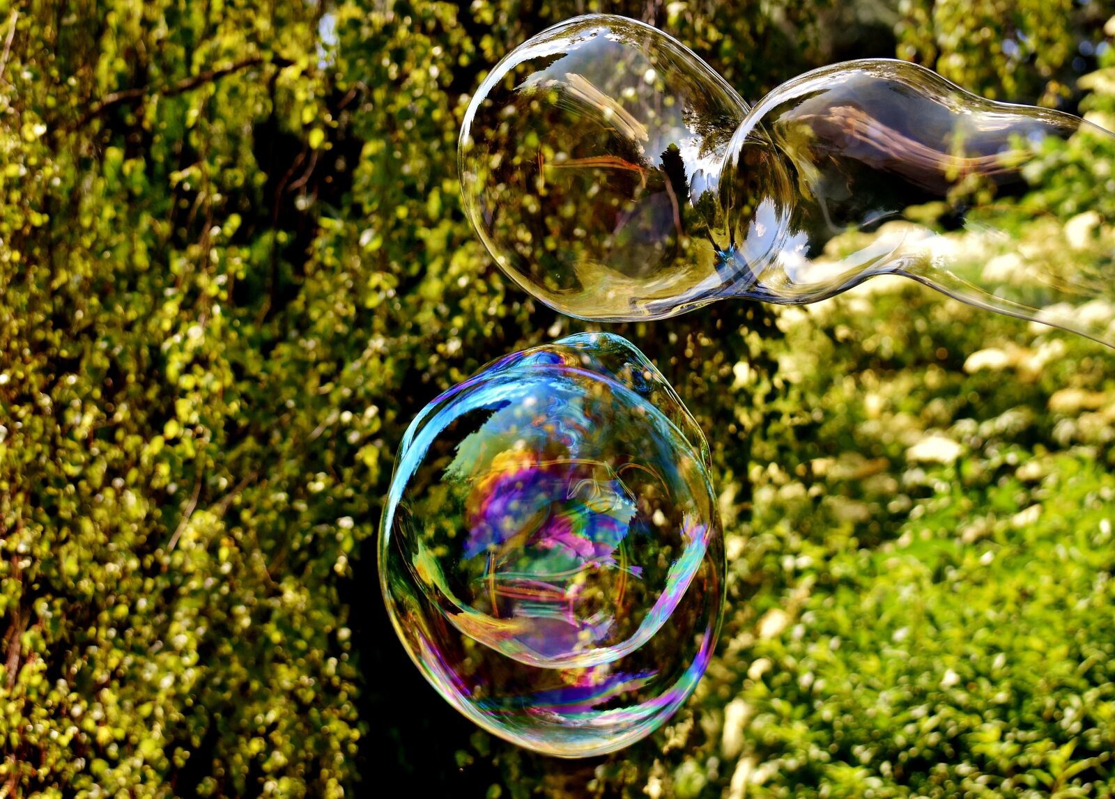 Nikon D7200 sample photo. Soap bubble, huge, large photography