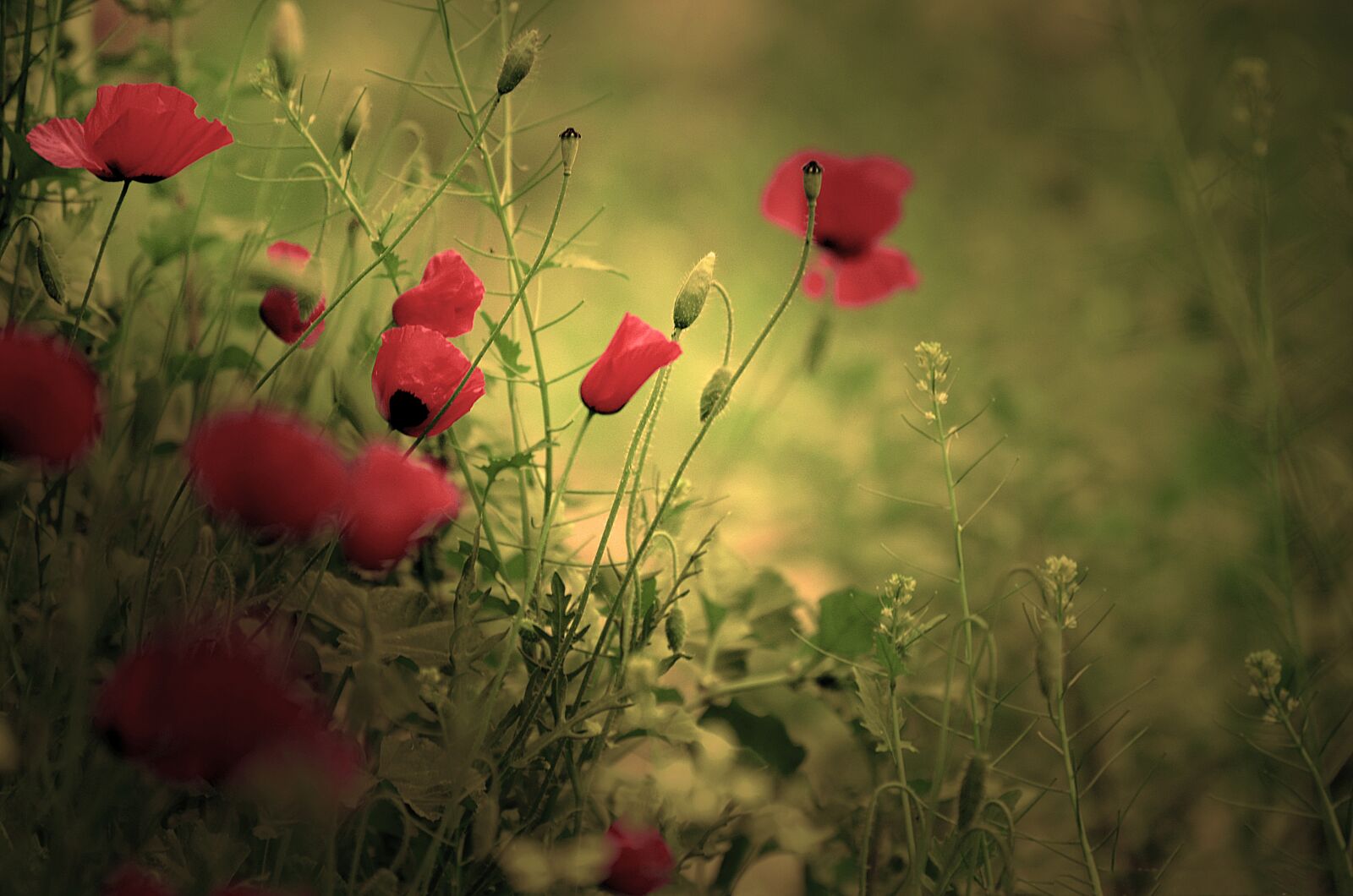 Nikon D7000 sample photo. Flower, poppy, nature photography