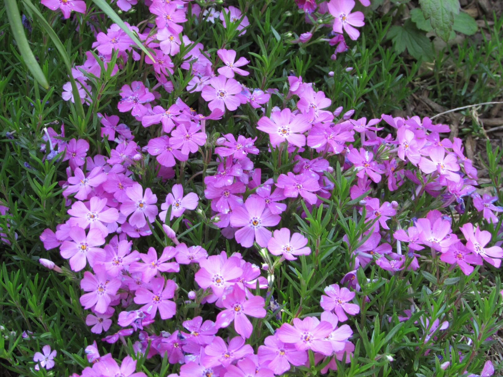 Canon PowerShot SX400 IS sample photo. Flowers, purple, purple flowers photography