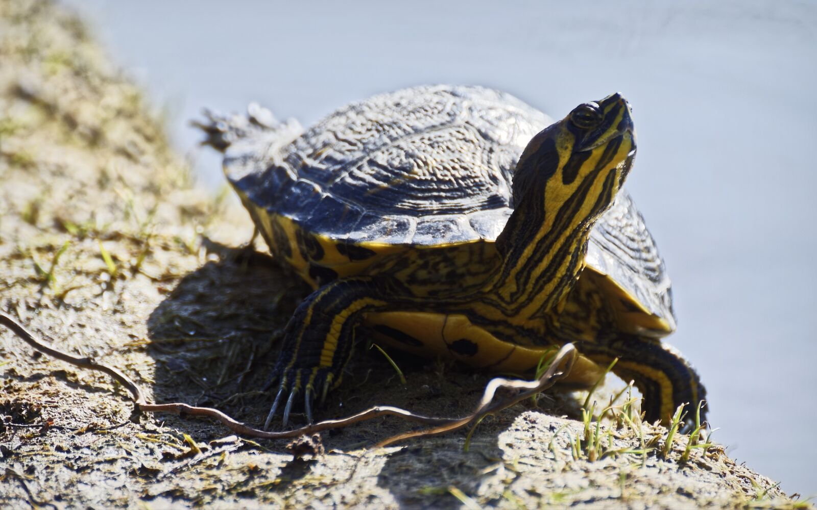 Nikon D5300 sample photo. Turtle, frog, shell photography