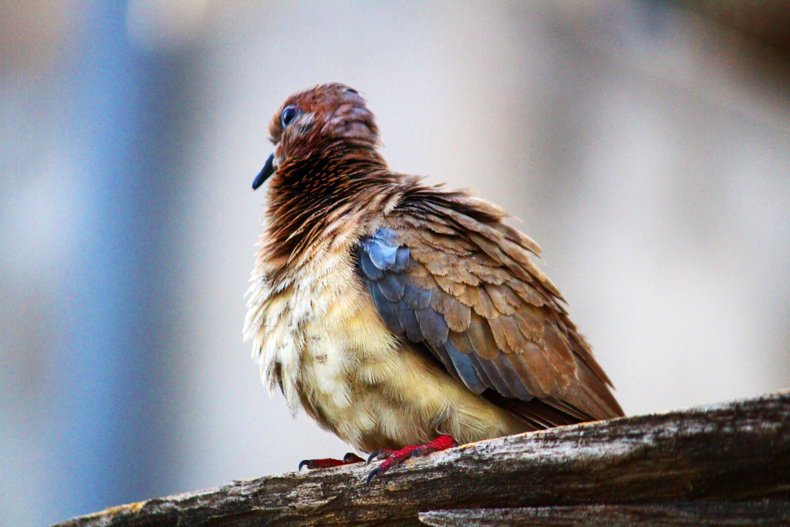 Canon EOS 700D (EOS Rebel T5i / EOS Kiss X7i) sample photo. Bird, nature photography