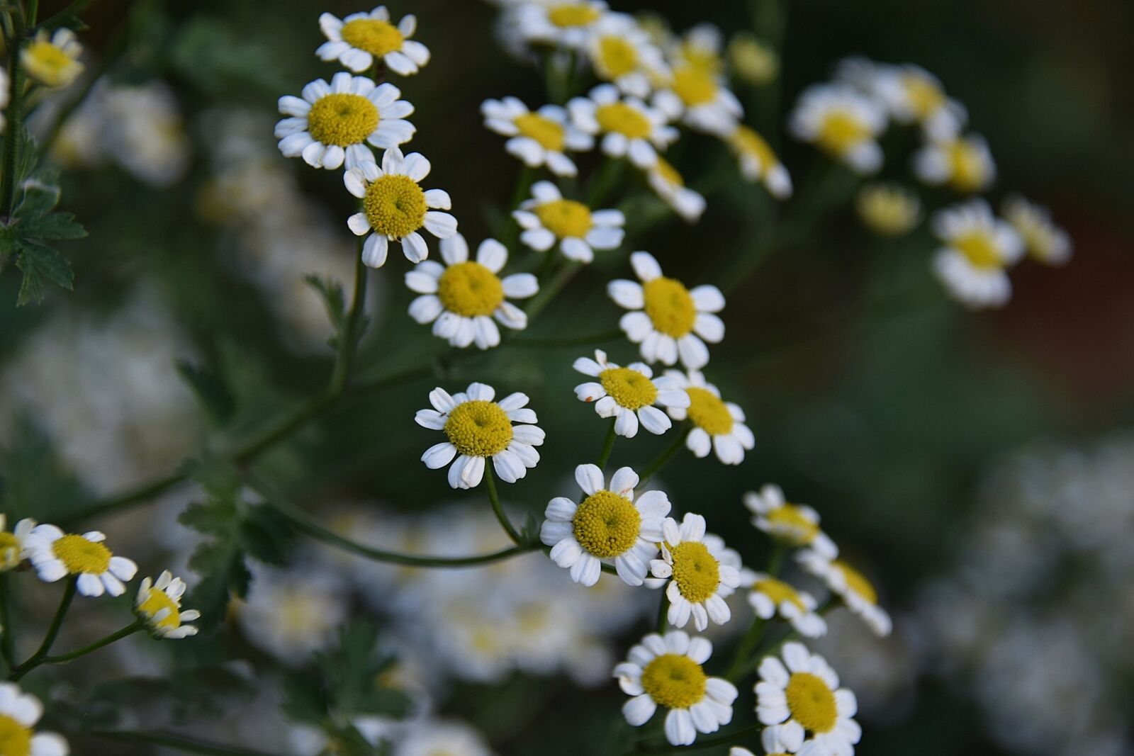 Nikon D5300 sample photo. Margaret, flower, garden photography
