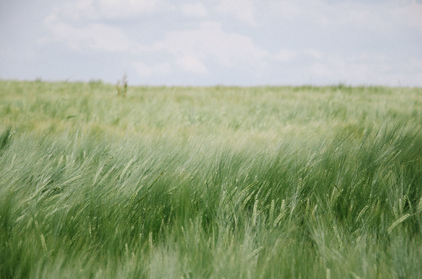 Nikon D5100 sample photo. Fields, summer photography