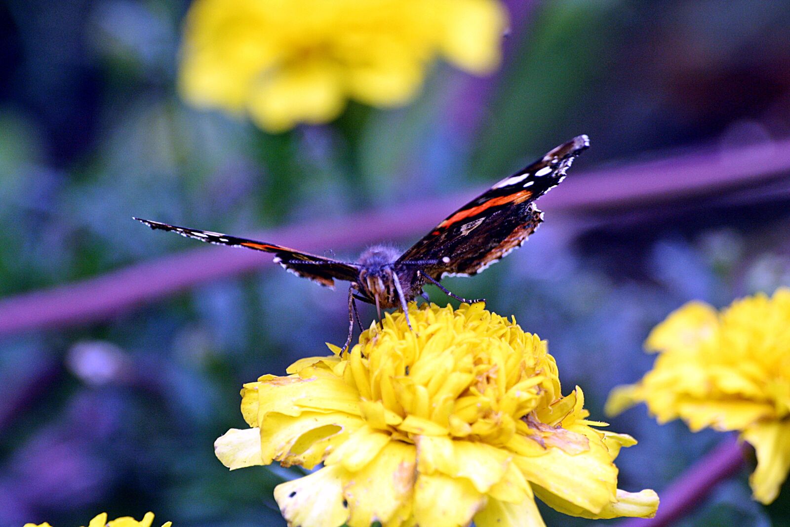 Canon EOS 1000D (EOS Digital Rebel XS / EOS Kiss F) sample photo. Admiral, edelfalter, butterfly photography