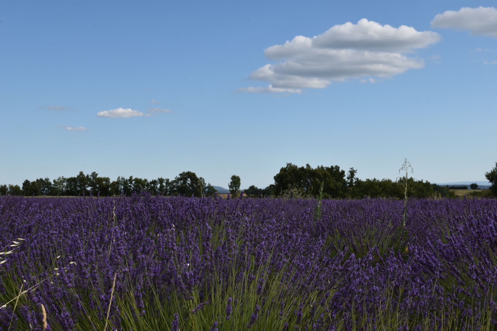 Nikon D5600 sample photo. Nature, flower, lavender photography