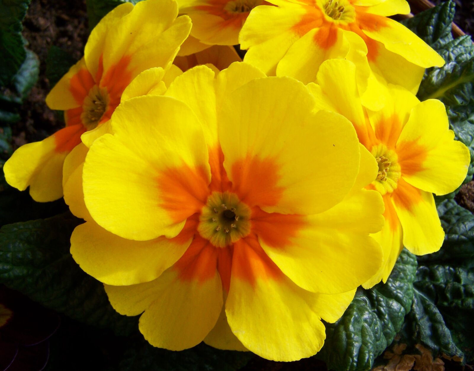 Kodak EASYSHARE ZD710 ZOOM DIGITAL CAMERA sample photo. Primrose, yellow flower, spring photography