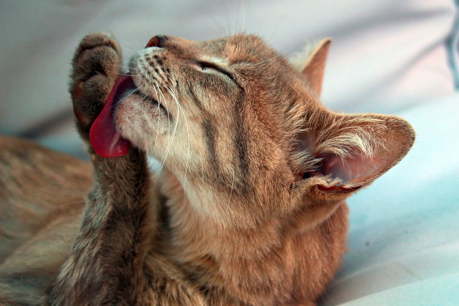 Canon EOS 100D (EOS Rebel SL1 / EOS Kiss X7) sample photo. Cat, mieze, kitten photography