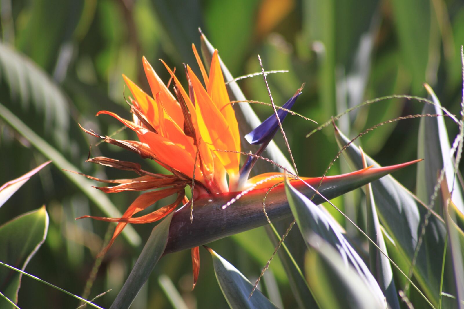 Canon EOS 500D (EOS Rebel T1i / EOS Kiss X3) sample photo. Caudata, bird of paradise photography