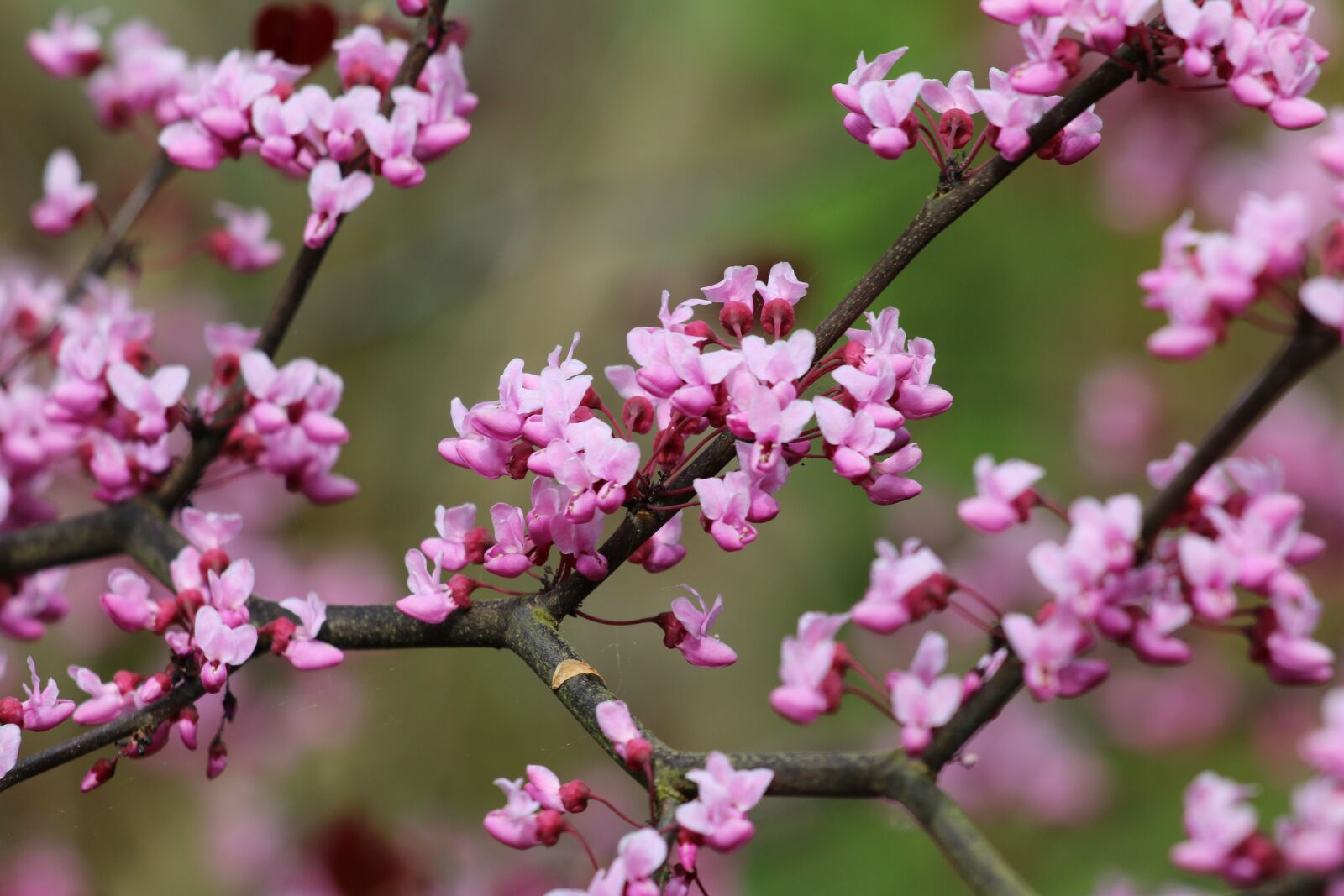 Canon EOS 70D + Canon EF 70-300 F4-5.6 IS II USM sample photo. Cercis, tree, pink flowers photography