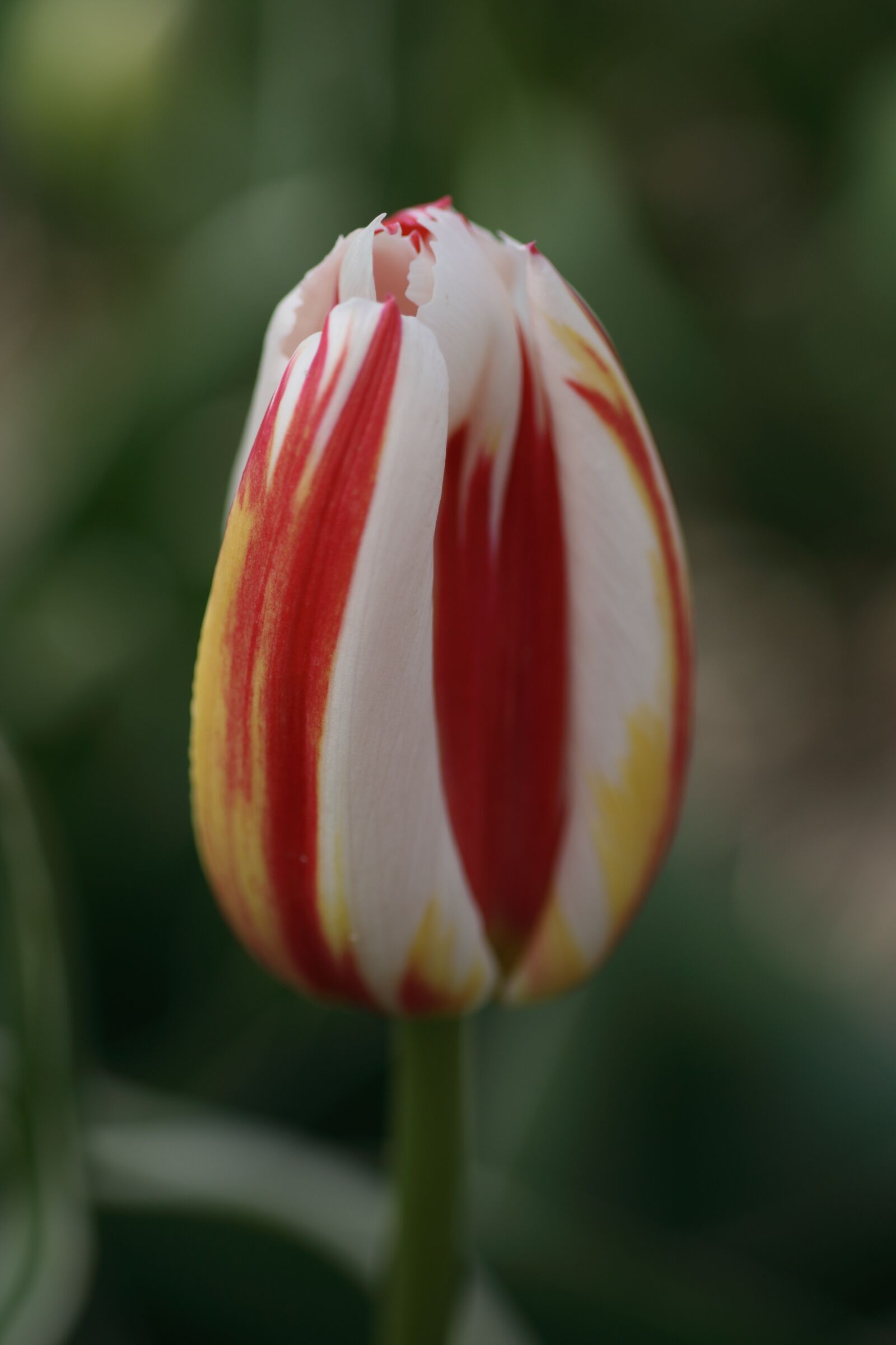 Canon EOS 400D (EOS Digital Rebel XTi / EOS Kiss Digital X) sample photo. Tulip, red, white photography
