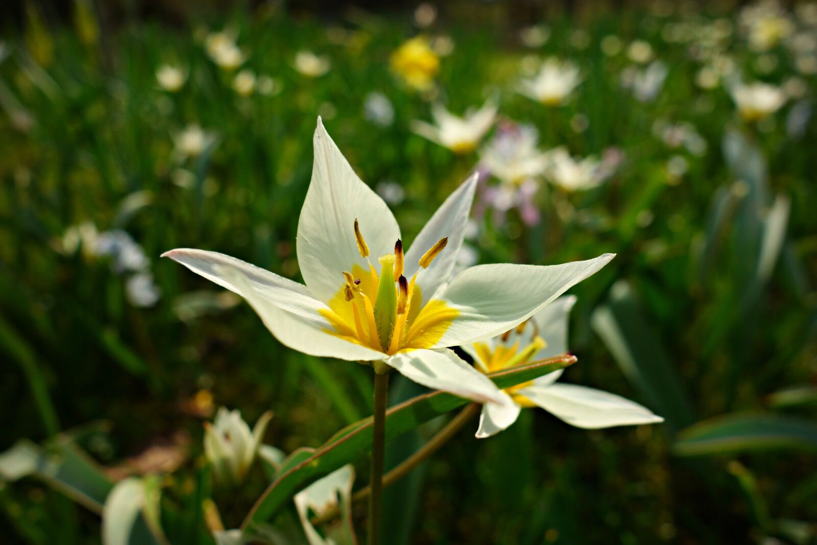 Sony Cyber-shot DSC-RX100 sample photo. Lily, flower, plant photography