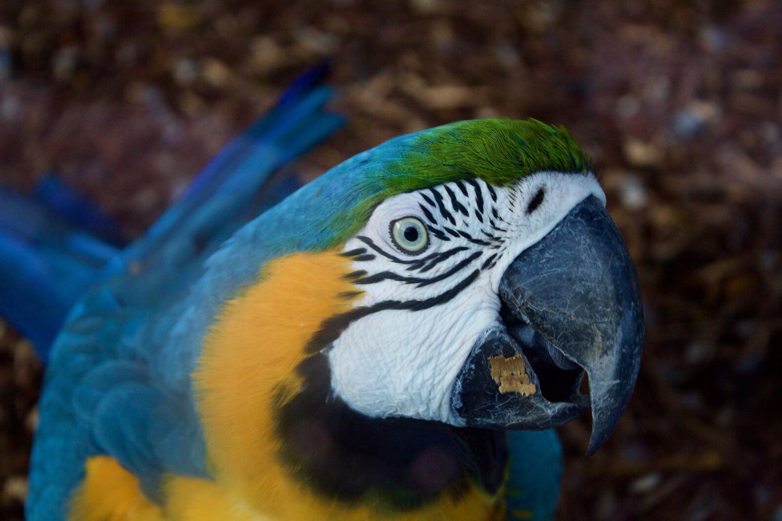 Canon EOS 1300D (EOS Rebel T6 / EOS Kiss X80) sample photo. Bird, arara, parrot photography