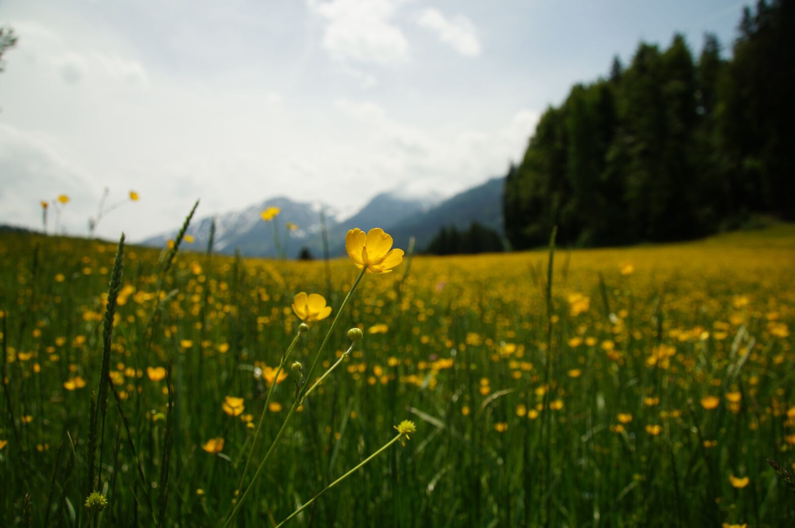 Sony SLT-A57 sample photo. Flower, buttercup, alpine photography