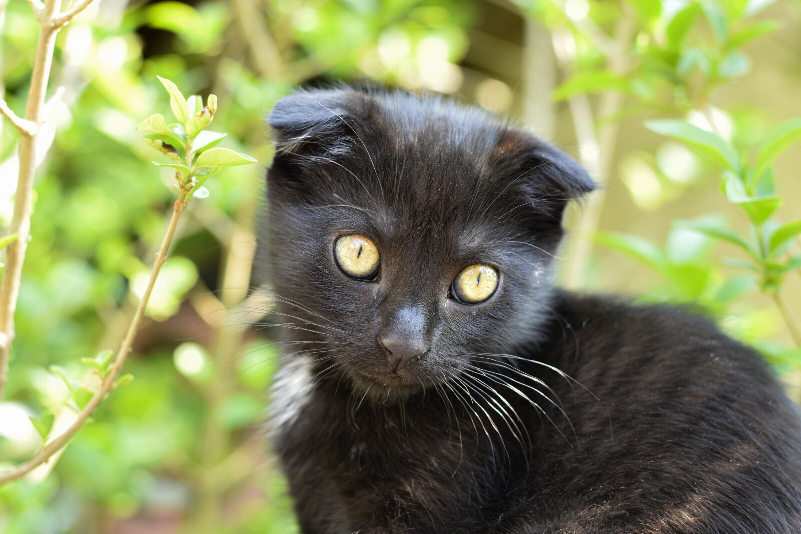 Nikon D5600 sample photo. Kitten, fold, black photography