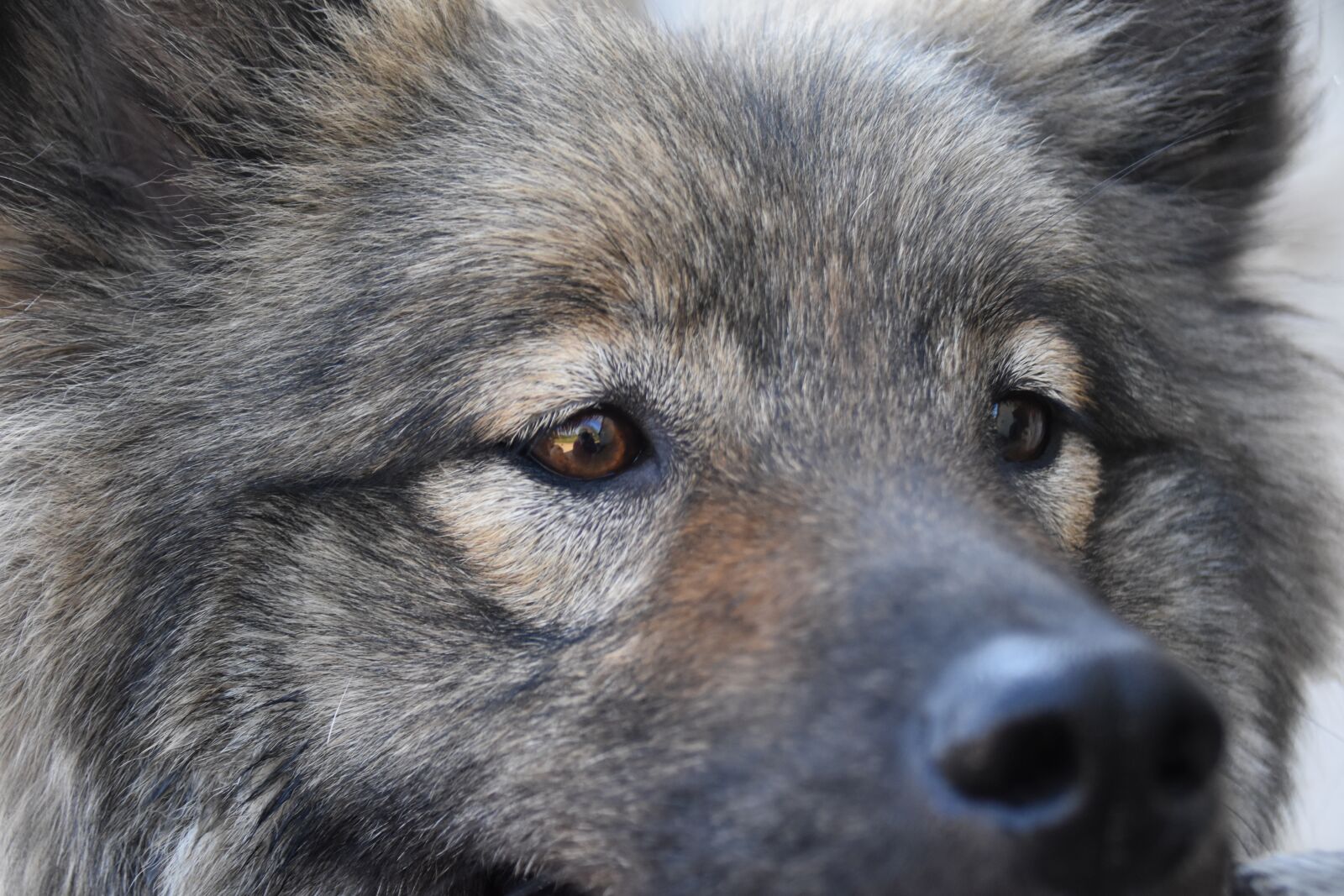 Nikon D5600 sample photo. Dog, eyes dog, next photography