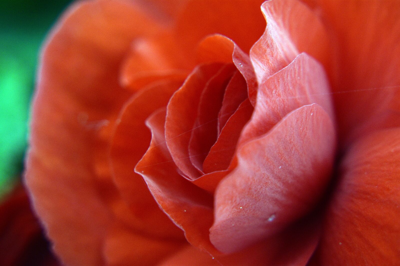Nikon D3400 sample photo. Rose, flower, the petals photography