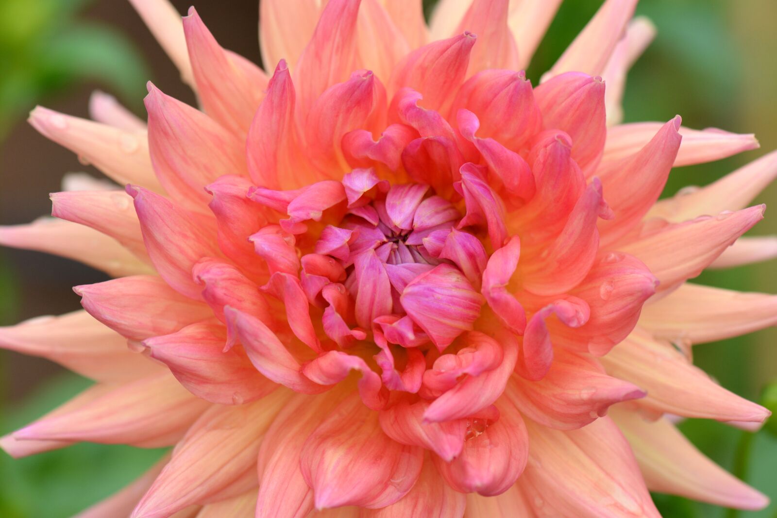 Nikon D5200 sample photo. Flower, nature, dahlia photography