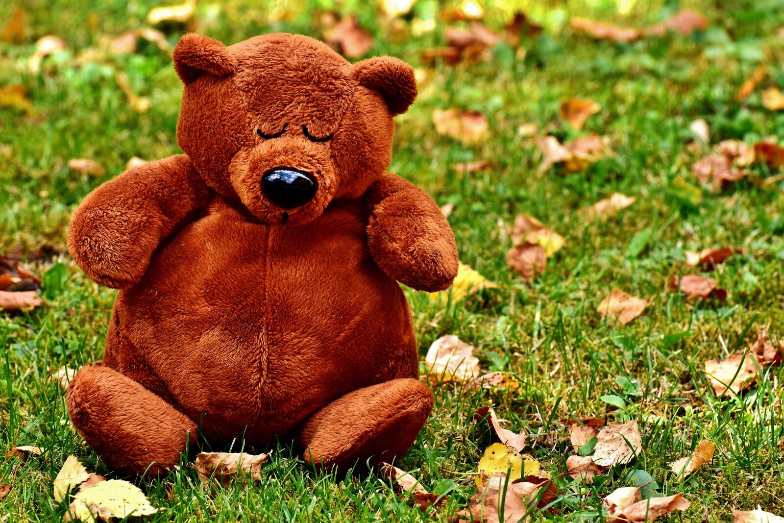Nikon D7200 sample photo. Teddy, cute, sleep photography
