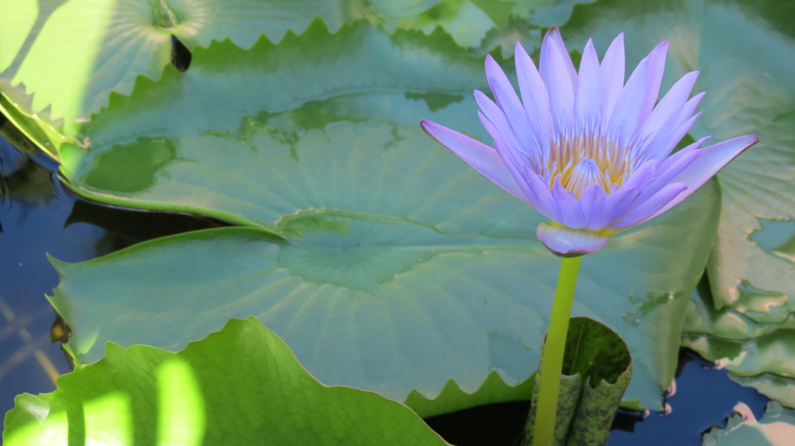 Canon PowerShot SX40 HS sample photo. Cambodia, lotus, flower photography