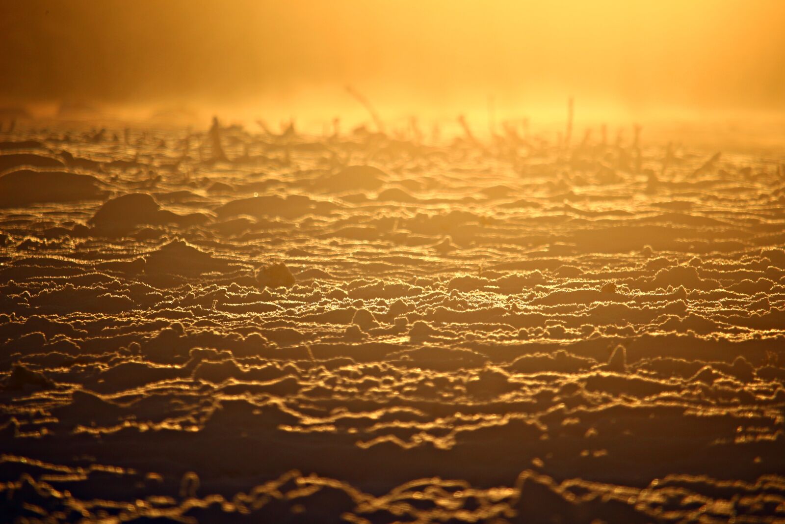 Canon EOS 100D (EOS Rebel SL1 / EOS Kiss X7) sample photo. Sunrise, fog, mystical photography