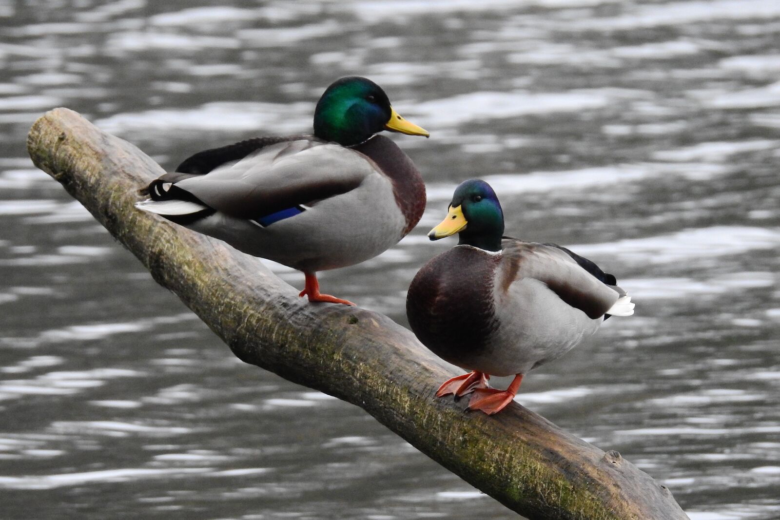 Nikon Coolpix P900 sample photo. Lake, ducks, wild birds photography
