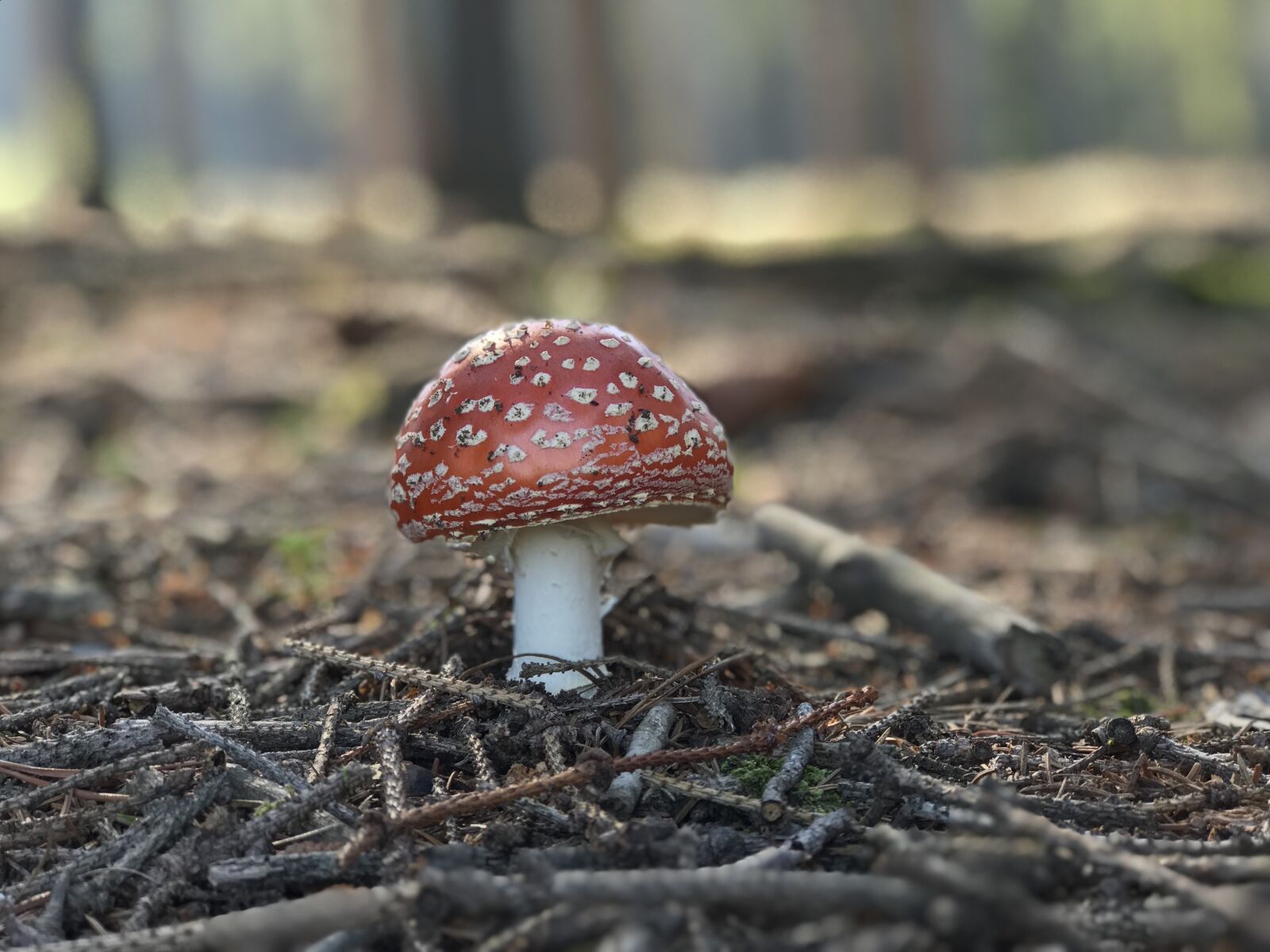 iPhone 7 Plus back dual camera 6.6mm f/2.8 sample photo. Fungus, poison, forest photography