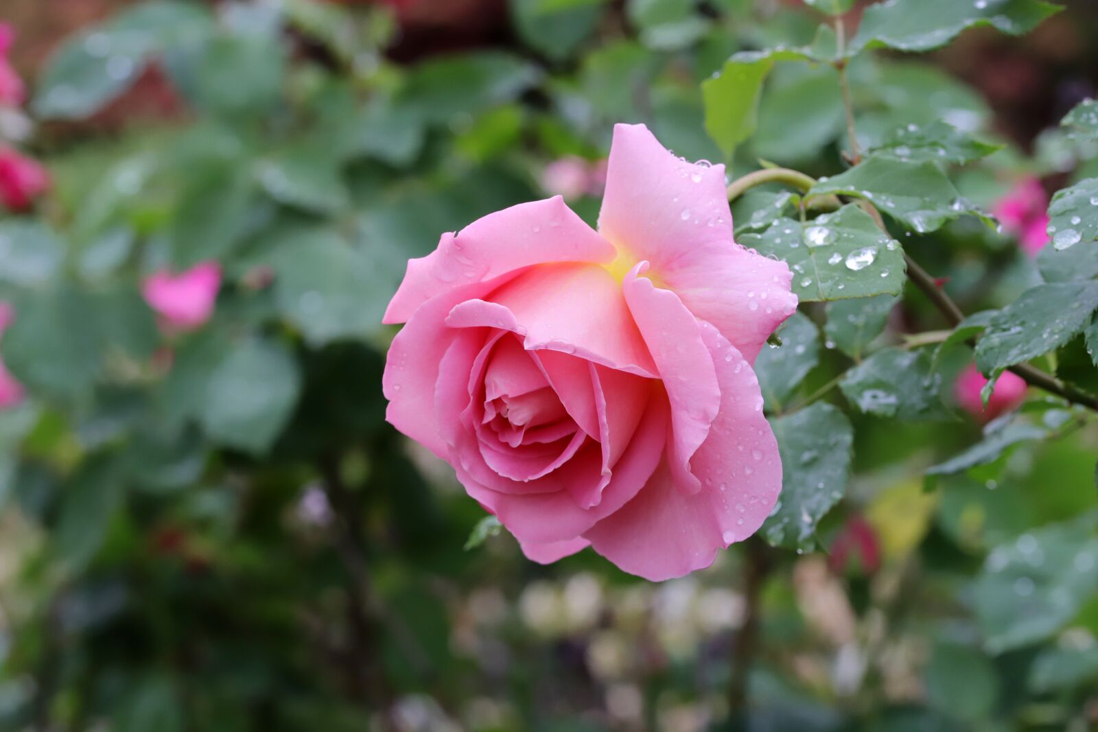 Canon EOS 6D Mark II sample photo. Rose, flowers, nature photography