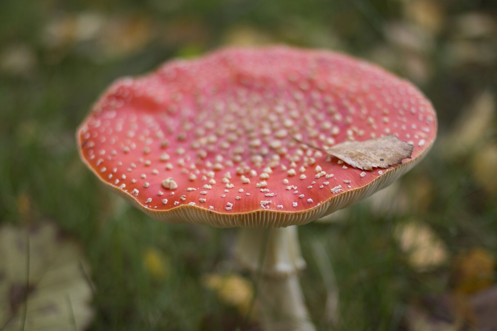 Canon EOS 70D + Canon EF 35mm F2 sample photo. Mushroom, autumn, red photography