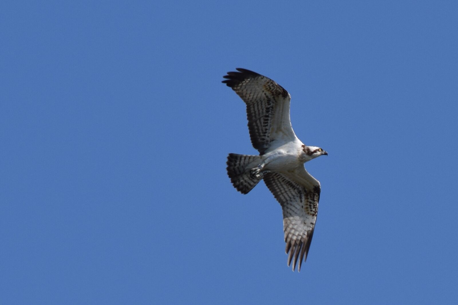 Nikon D5300 sample photo. Osprey, bird, biesbosch photography