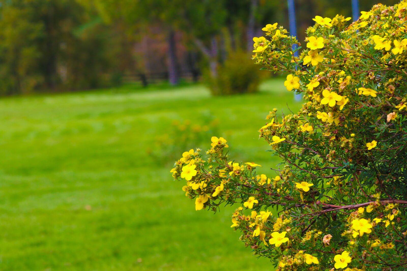 Canon EOS 7D Mark II sample photo. Flower, wildflower, autumn photography