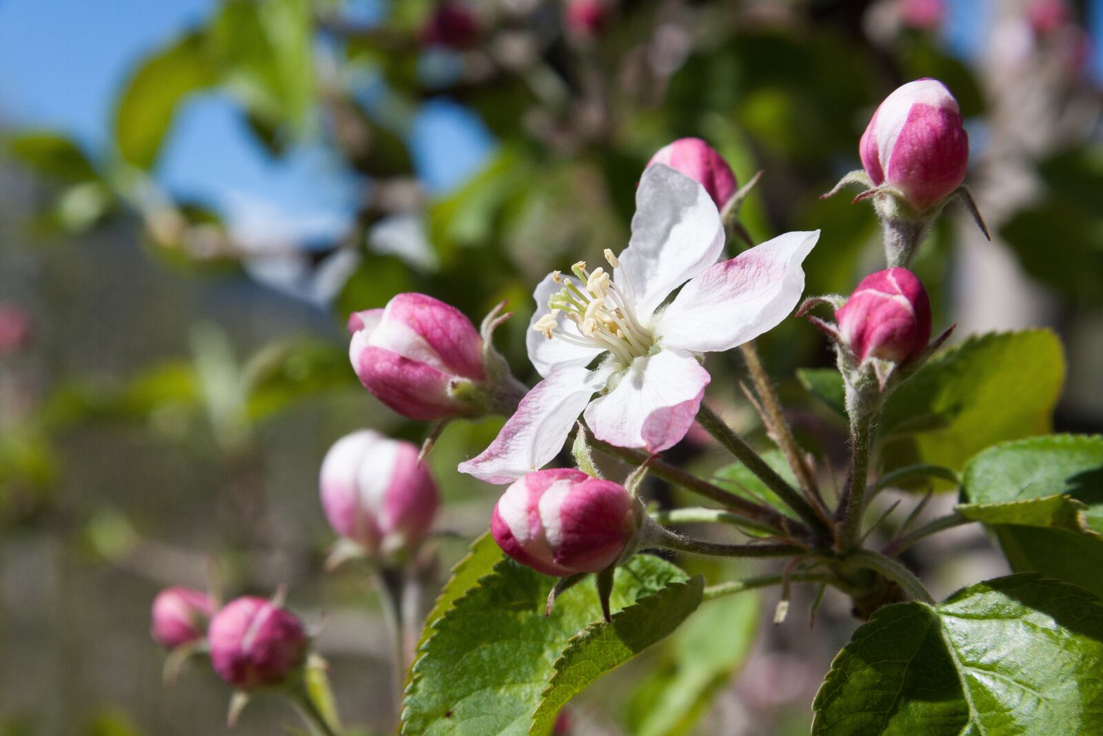 Canon EF-S 17-85mm F4-5.6 IS USM sample photo. Apple blossom, bloom, flowers photography