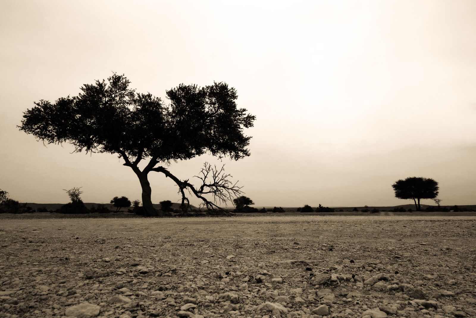 Canon PowerShot SX50 HS sample photo. Tree, desert, landscape photography