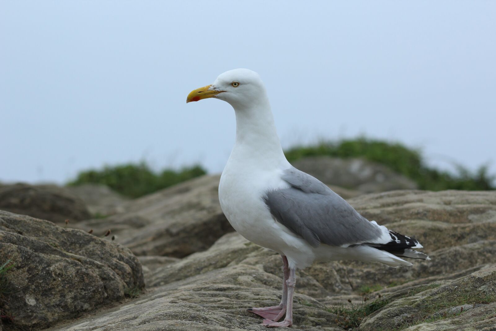 Canon EF75-300mm f/4-5.6 sample photo. Seagull, rock, roche photography