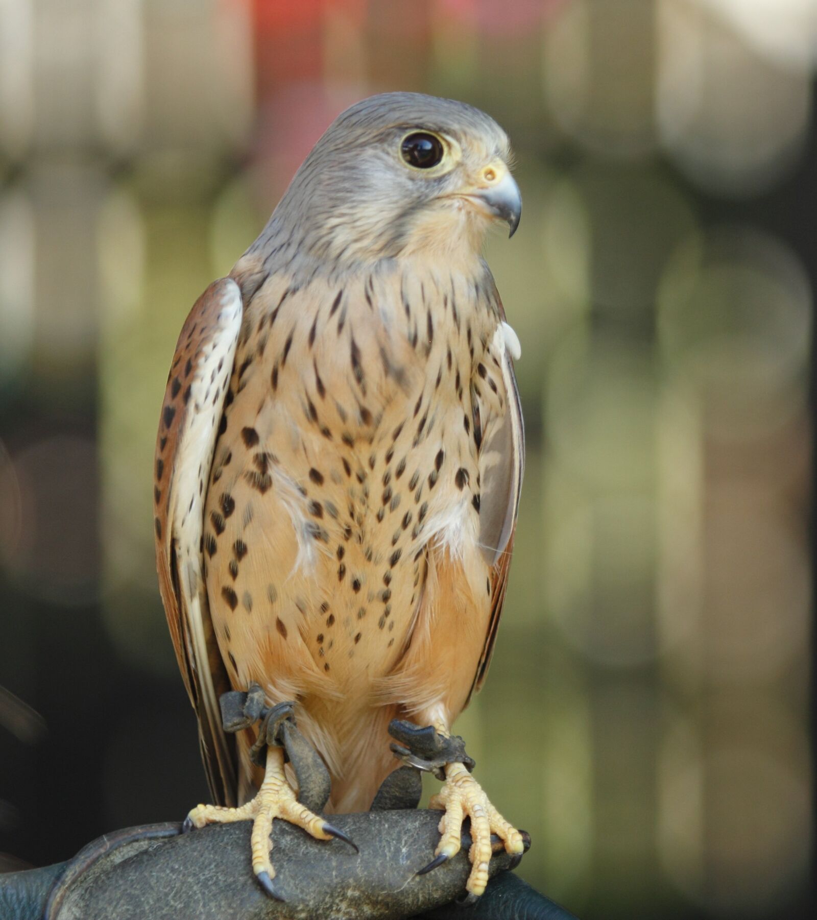 Canon EOS 600D (Rebel EOS T3i / EOS Kiss X5) + Canon EF 70-200mm F2.8L IS II USM sample photo. Kestrel, griffin, bird photography