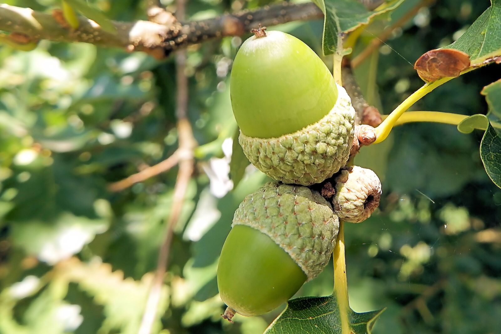 Fujifilm FinePix SL1000 sample photo. Acorns, oak leaves, oak photography