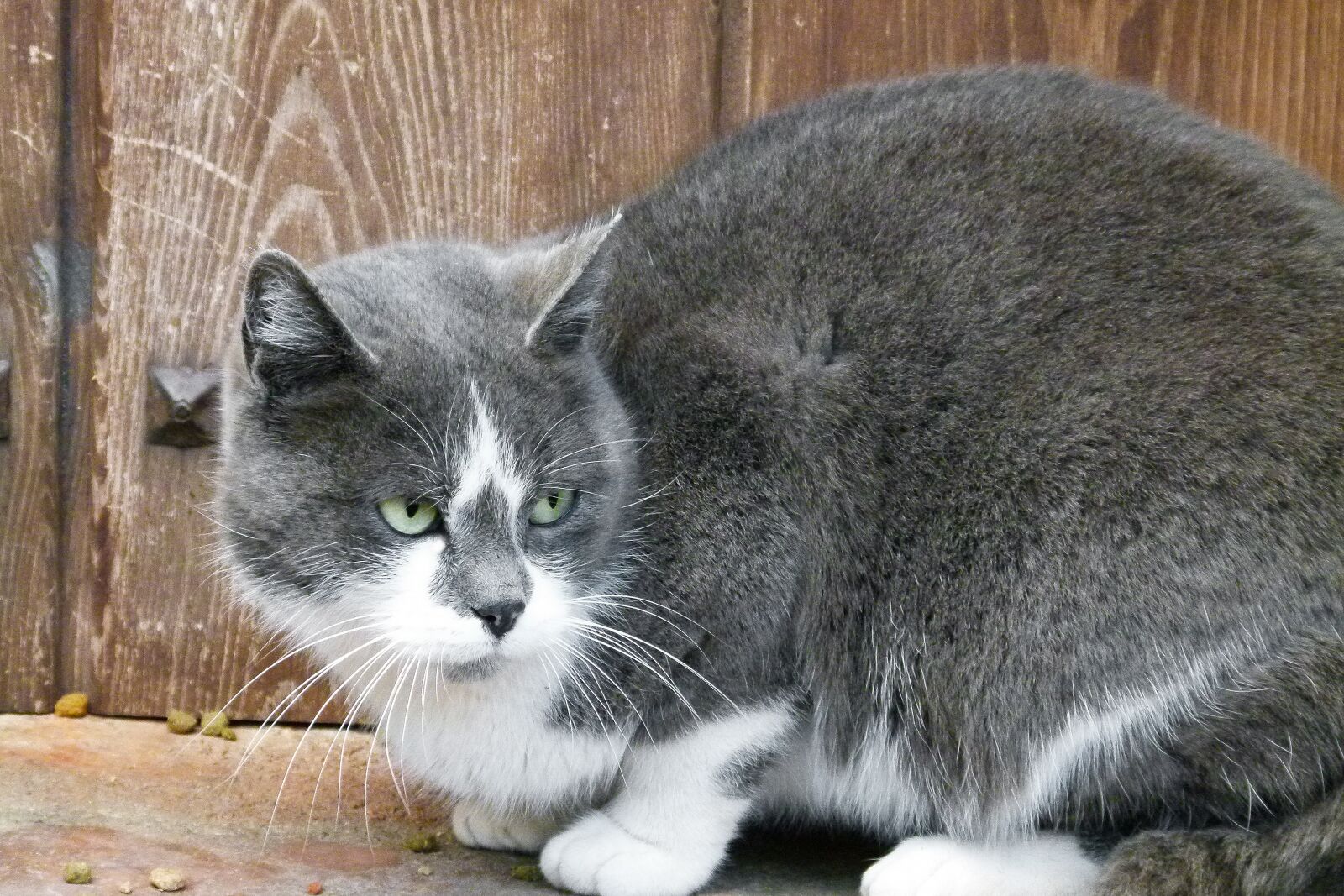 Leica V-Lux 2 sample photo. Animalia, mammalia, nice photography