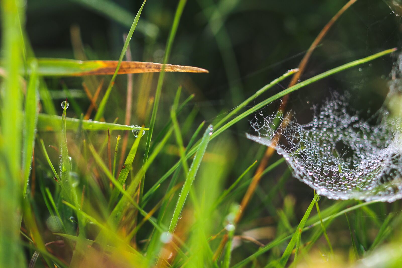 Canon EOS 5D Mark IV sample photo. Cobweb, drop of water photography