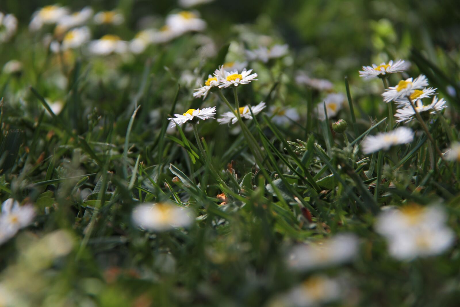 Canon EOS 7D + Canon EF-S 18-200mm F3.5-5.6 IS sample photo. Spring, flowers, field photography