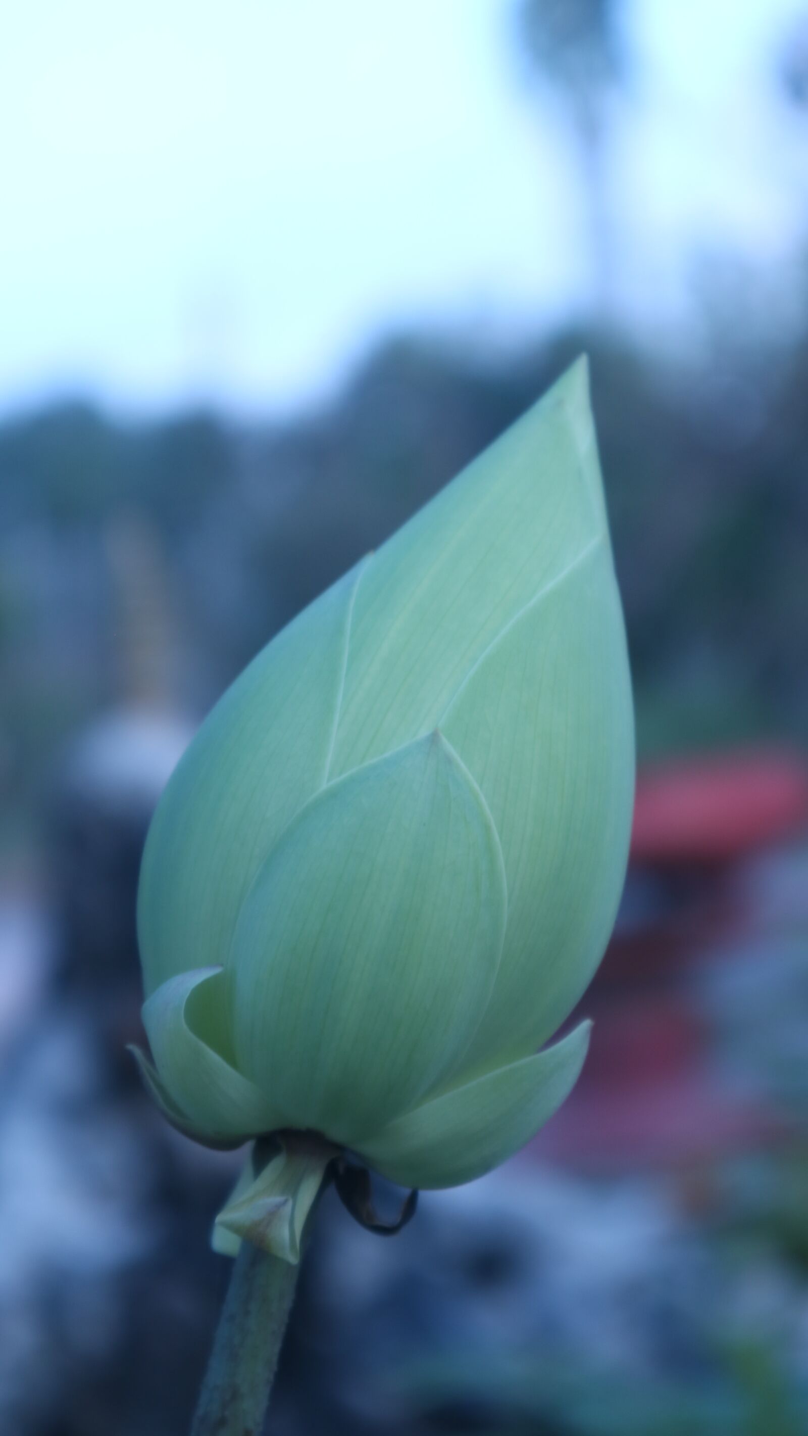 Canon EOS M3 sample photo. Lotus, plant, flower photography