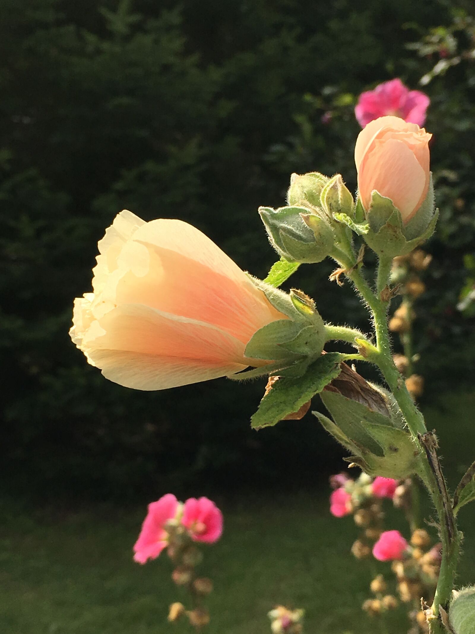 Apple iPhone 6s sample photo. Hollyhocks, blossom, flower photography