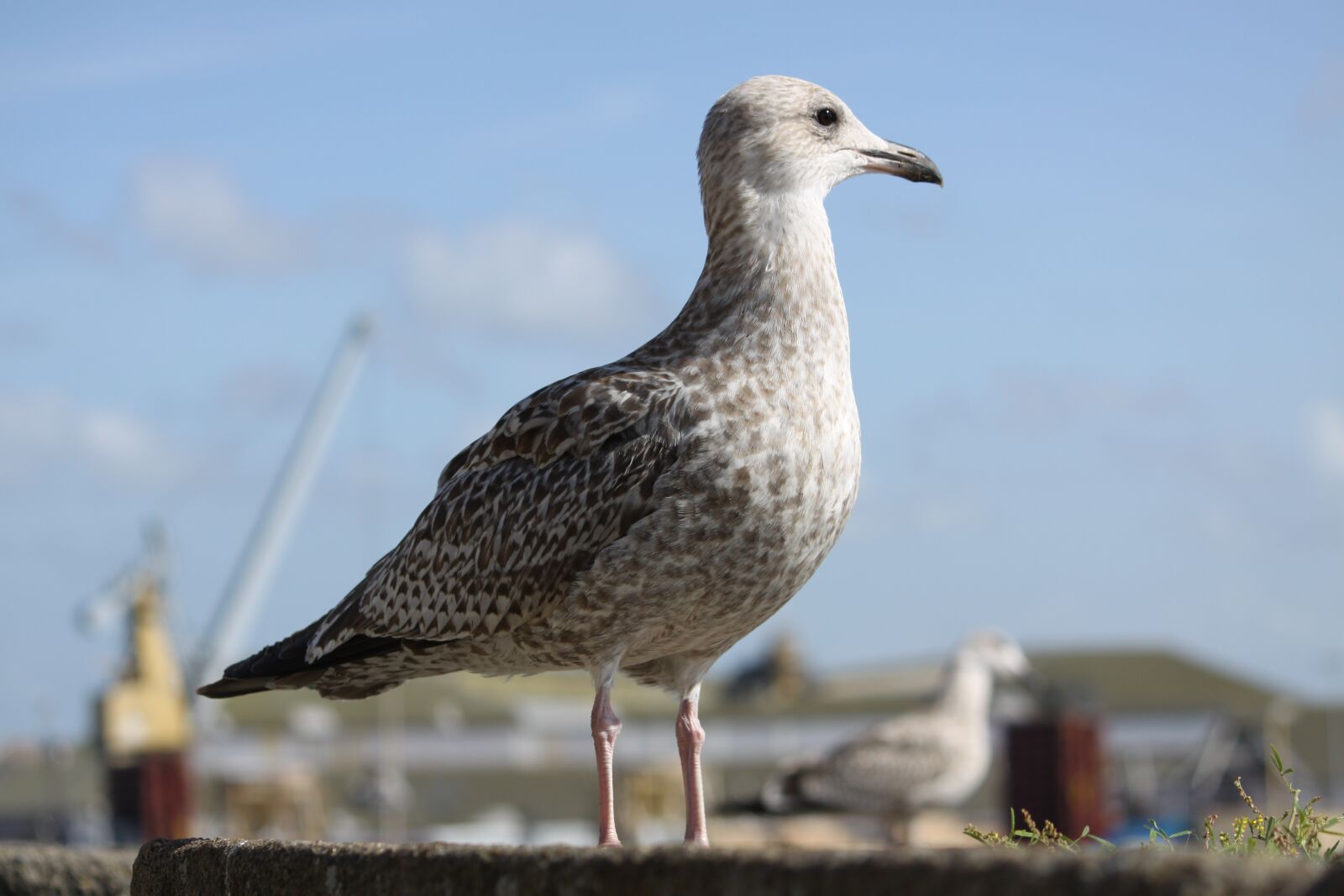 Canon EOS 50D sample photo. Seagull, ocean, seabird photography