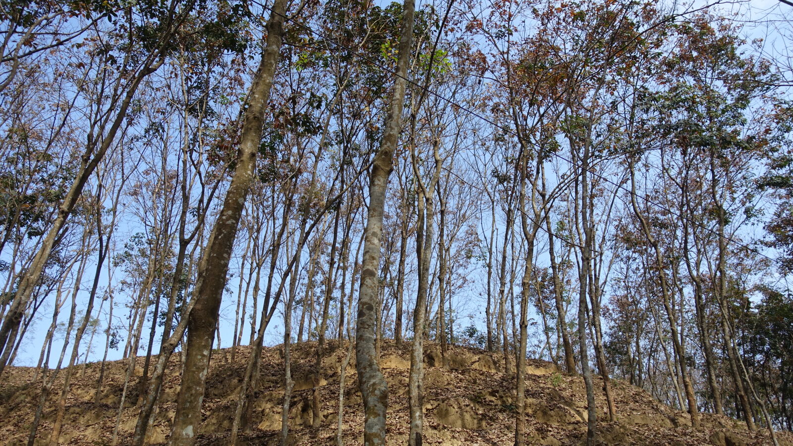 Sony Cyber-shot DSC-RX100 III sample photo. Fallen, leaves, fallen, trees photography