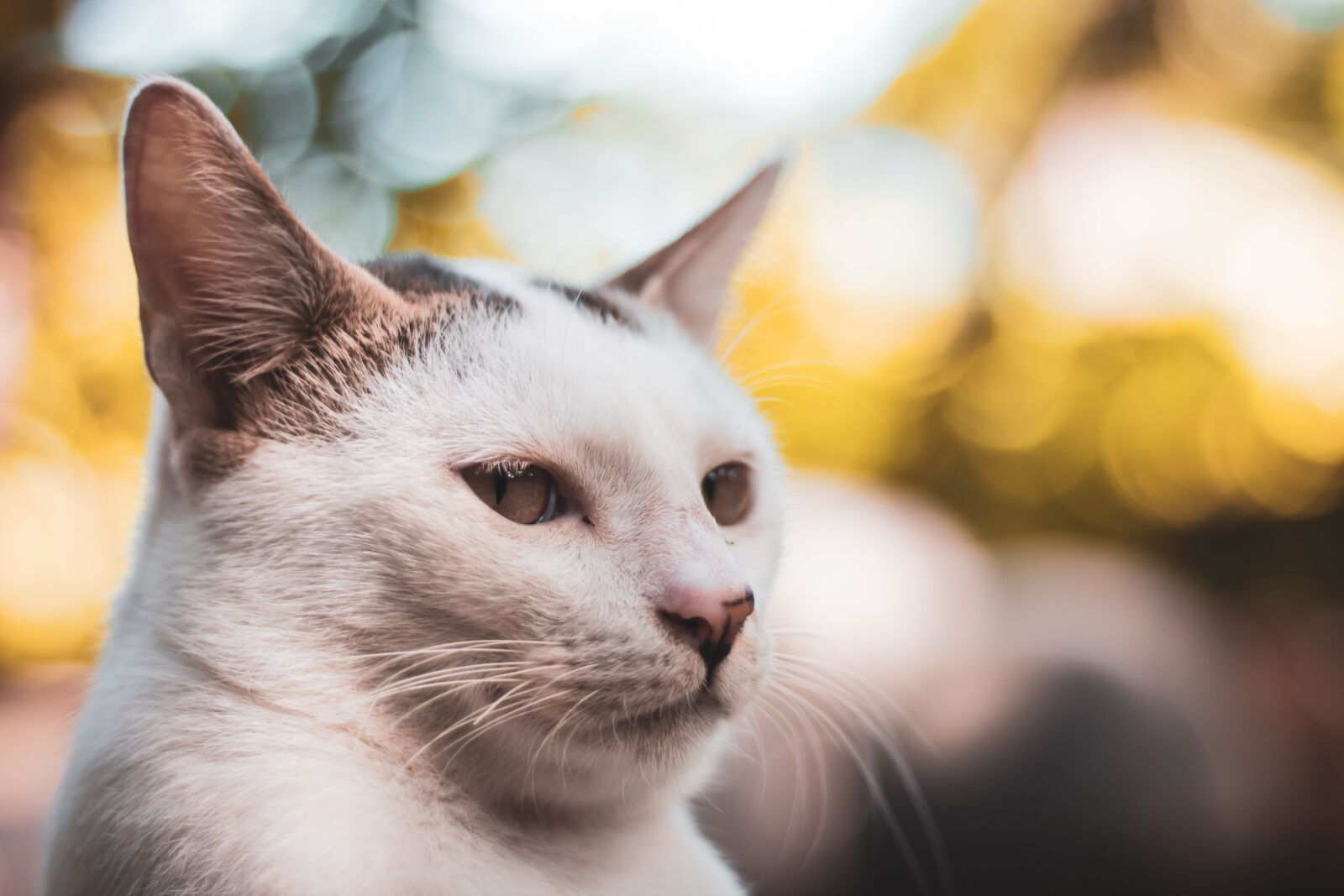 Canon EOS 1300D (EOS Rebel T6 / EOS Kiss X80) + Canon EF 50mm F1.8 STM sample photo. Animals, cat, bokeh photography
