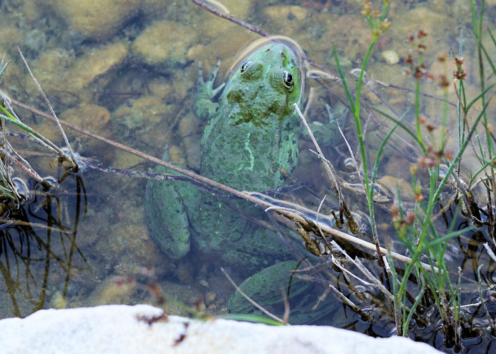 Sony a6000 + E 60mm F2.8 sample photo. Frog, water, pond photography