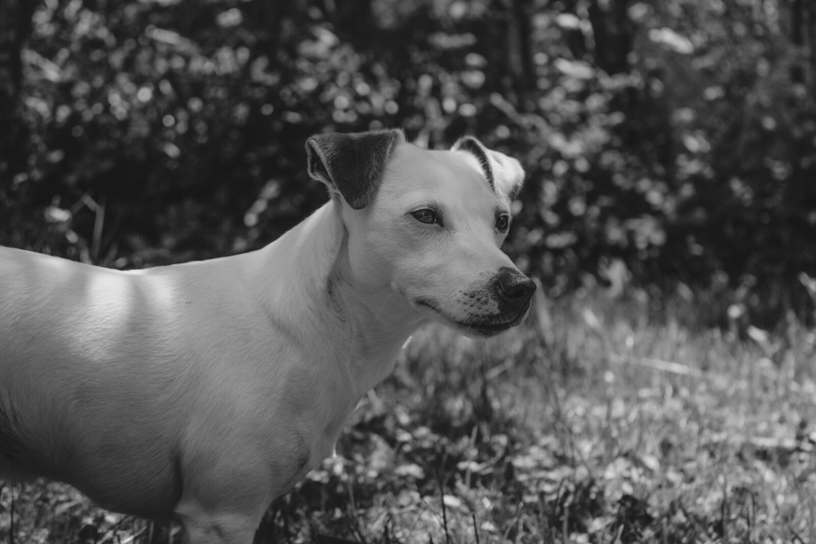 Canon EOS 700D (EOS Rebel T5i / EOS Kiss X7i) sample photo. Animal, black, and, white photography